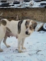 Алабай, снимка 9