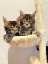 Maine coon чистокръвни, снимка 3