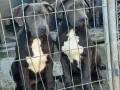 Американско Були Ххл American bully XXl , снимка 5