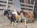 свободни кози + пръч , снимка 2