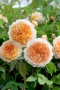 Роза 26, снимка 1 - Градински цветя и растения - 36093573
