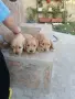 чистокръвни кокер шпаньоли, снимка 3