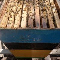 Пчелен мед 2023г , снимка 2 - За пчели - 41227290