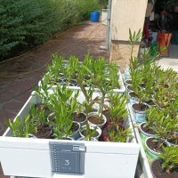 Олеандър/Зокум/Лян/Nerium Oleander, снимка 2 - Градински цветя и растения - 41400632
