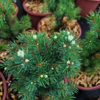 Канадски Смърч, Picea glauca Sanders Blue, снимка 4 - Градински цветя и растения - 40514435