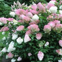 Хортензия Розовата Лейди за супер слънце, Hydrangea Paniculata 'Pink Lady', снимка 2 - Градински цветя и растения - 42656245