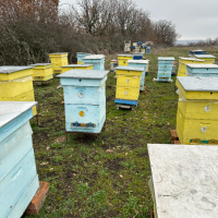 Продавам пчелни семейства с многокорпусен кошери, снимка 18 - За пчели - 44828345