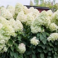 Хортензия паникулата Лаймлайт, Hydrangea Limelight за супер слънце, снимка 5 - Градински цветя и растения - 42527662