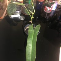 Philodendron Atabapoense , снимка 2 - Стайни растения - 44376016