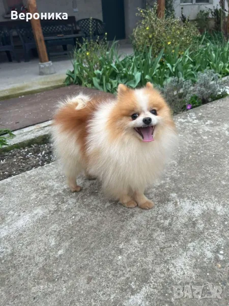 померан за разплод 2кг., снимка 1