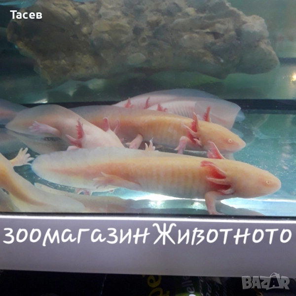 Аксолотъл 12см, снимка 1