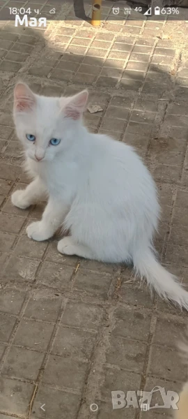 Продавам малки бели котенца, снимка 1