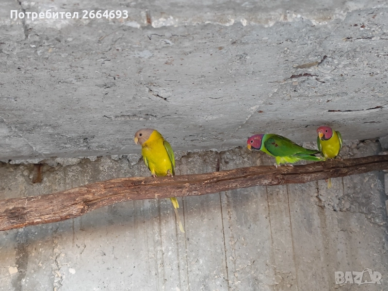 Двойки Сливоглав Александър , снимка 1