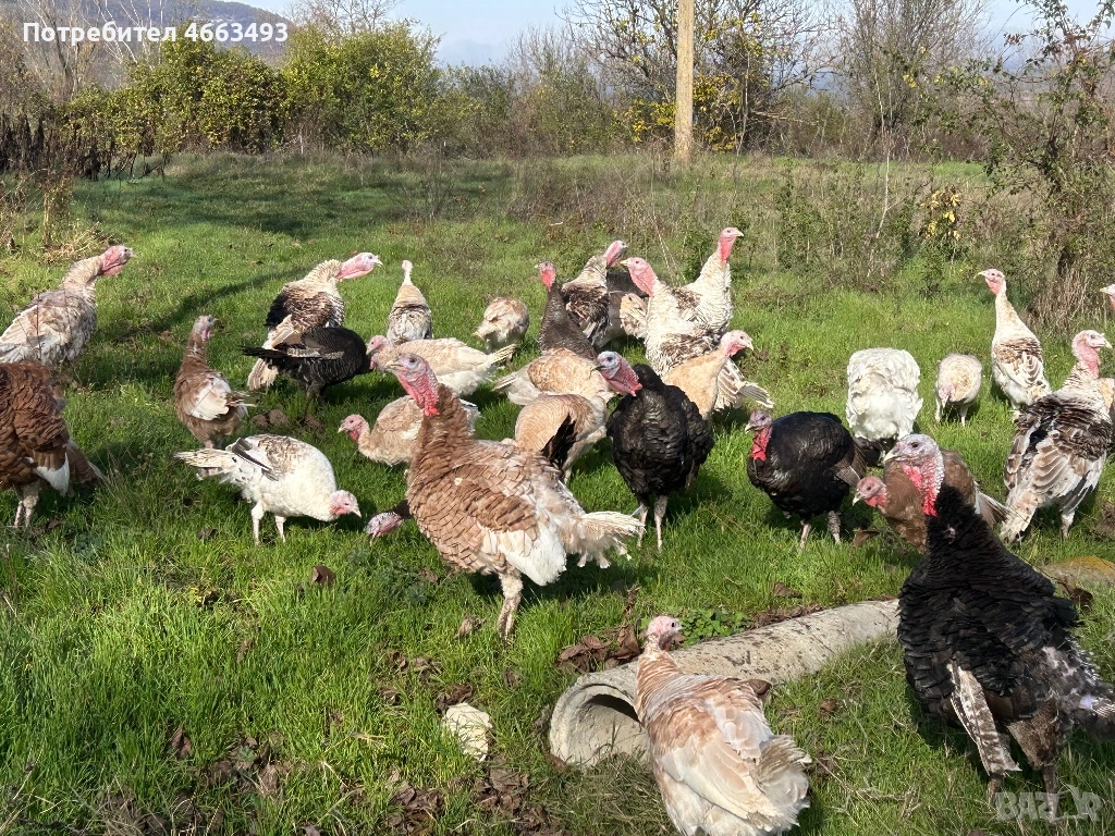 Предлагам домашни пуйки, снимка 1