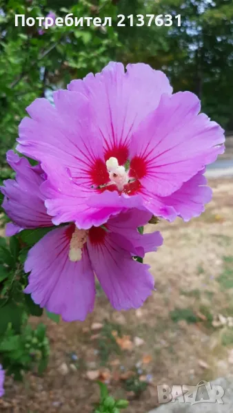 ГРАДИНСКИ ХИБИСКУС В контейнер ( ДЪРВОВИДНА РУЖА ), снимка 1