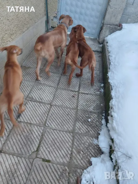 Родезийски риджбег, снимка 1