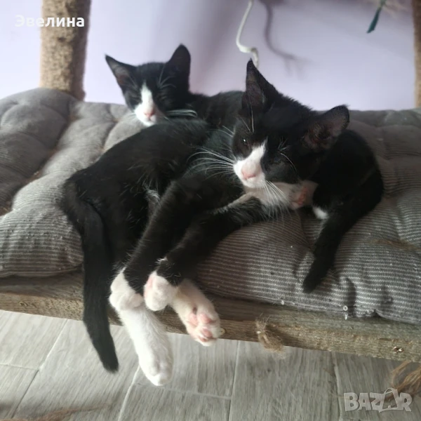!! СПЕШНО!! 2 котенца търсят дом , снимка 1