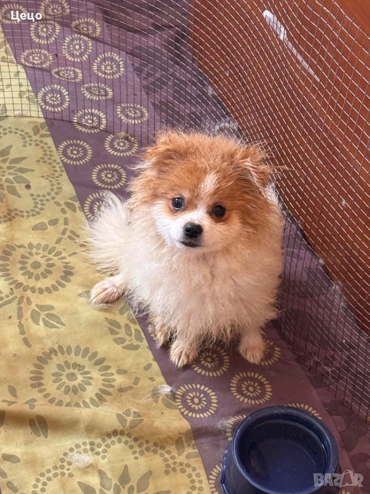 Померан момче , снимка 1