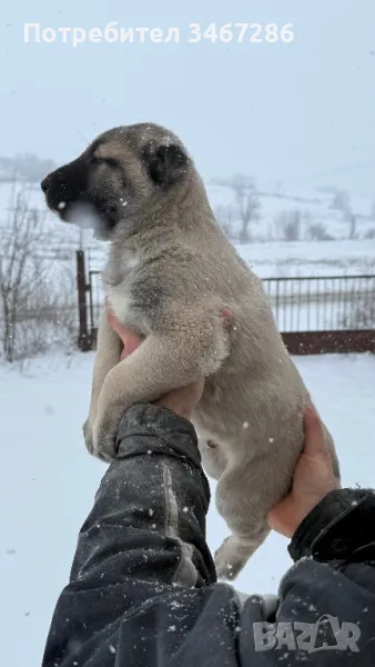 Кангалчета , снимка 1