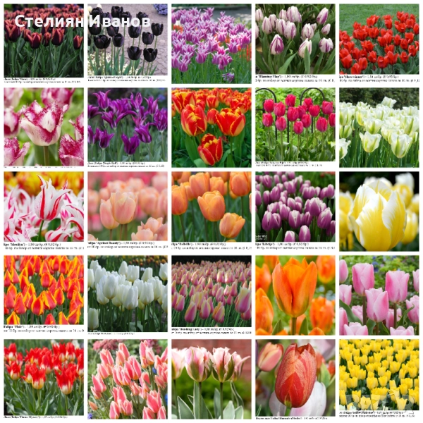 СОРТОВИ ЛАЛЕТА – ЛУКОВИЦИ - част 1, снимка 1