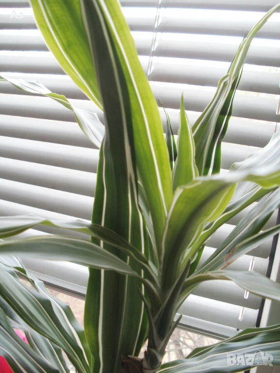 Продавам цветя Драцена – малки, снимка 1