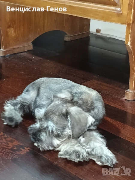 Цвегшнауцер, цверг шнауцер, мини шнауцет, снимка 1