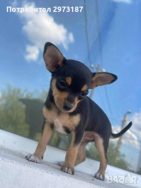 Пинчери, снимка 1