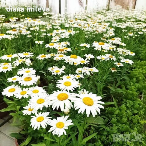 Маргаритки, студоустойчиви, снимка 2 - Градински цветя и растения - 42157966