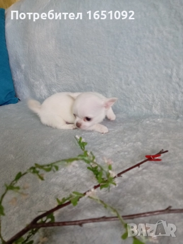 Чихуа, снимка 8 - Чихуахуа - 52441086