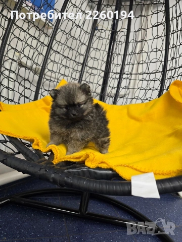 Померан, снимка 4 - Померан - 53323388