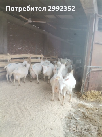 Saanski jenski i majki qrenca sas sertifikat  za damazlak 0894367171 , снимка 13 - Кози - 53540945