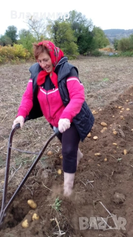 Картофи Агрия, снимка 11 - Домашни продукти - 47100075