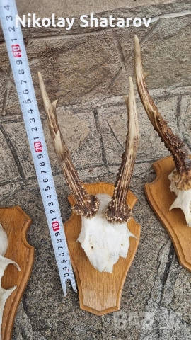 Трофей. Съръндак , снимка 5 - Декорация за дома - 53440688