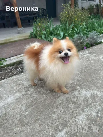 померан за разплод 2кг.