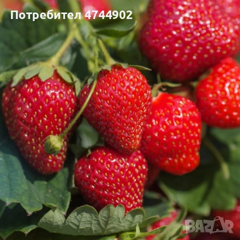 Prodavam razsad qgodi celogodishen sort Белруби