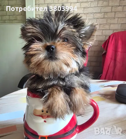 Супер Мини Мини принцеса йоркширски териер / йорки /