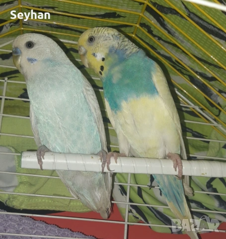 Вълнисти папагали 