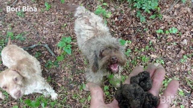 кучета за Трюфели , снимка 4 - Шпаньоли - 52206296