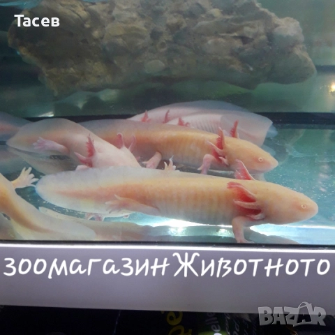 Аксолотъл 12см, снимка 1