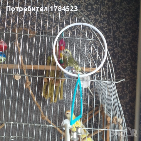 Бебе поен папагал, снимка 6 - Папагали - 52626927