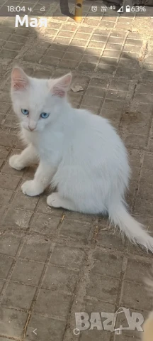 Продавам малки бели котенца, снимка 1