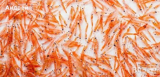 Дребен крил