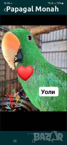 Еклектуси бебета  , снимка 2 - Папагали - 43860662