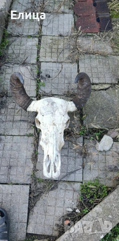 Кукерски маски конски опашки на бич черепи, снимка 9 - Антикварни и старинни предмети - 53122095