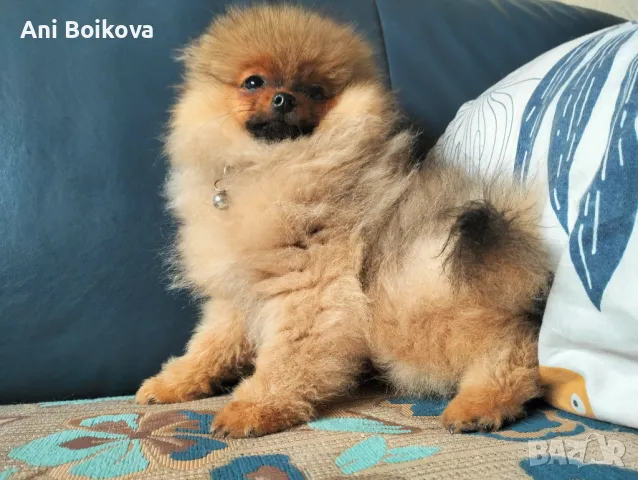 Померан Бо, снимка 2 - Померан - 49266572