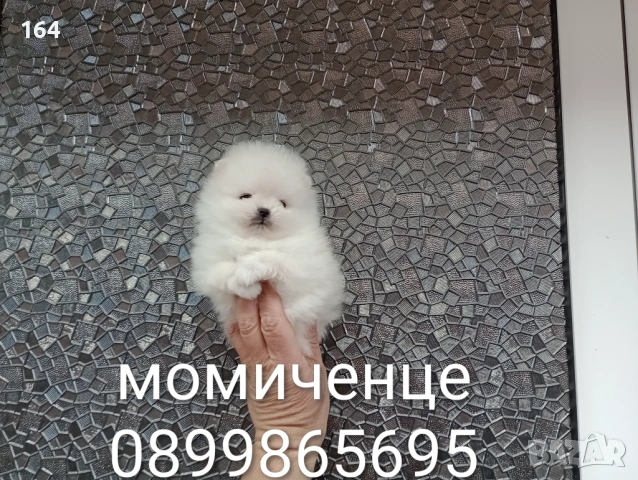 Бели миниатюрни минита. Померани. Реални снимки от 02.03.26 г. , снимка 4 - Померан - 53659158