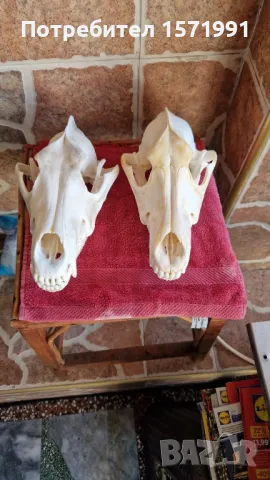 кожи от вълк и черепи, снимка 6 - Антикварни и старинни предмети - 44601432