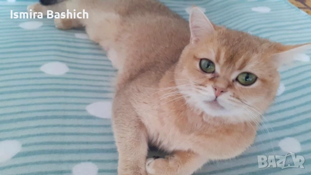 Британска златна, снимка 2 - Британска късокосместа - 51853469