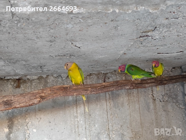 Двойки Сливоглав Александър 