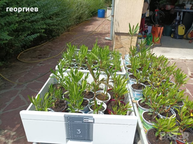 Олеандър/Зокум/Лян/Nerium Oleander, снимка 12 - Градински цветя и растения - 41400632